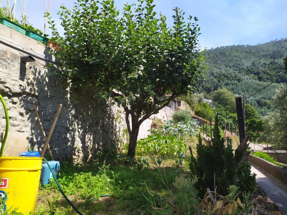 Casa Da Rota Dos Moinhos Lejlighed Lousã Eksteriør billede